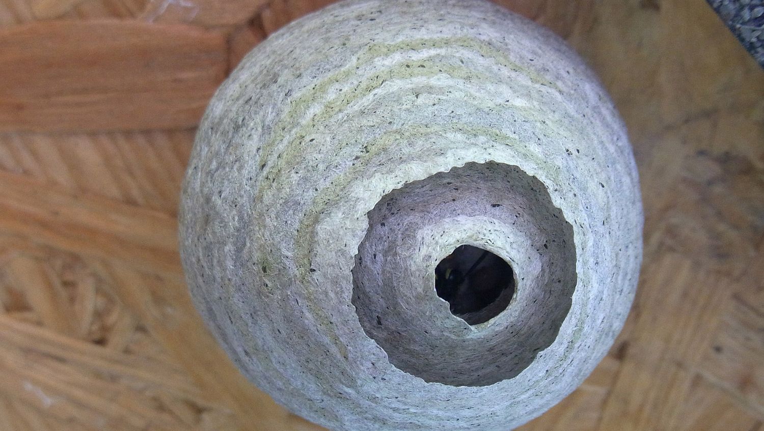 Wasps nest in a customers loft that needs removing before it gets any bigger