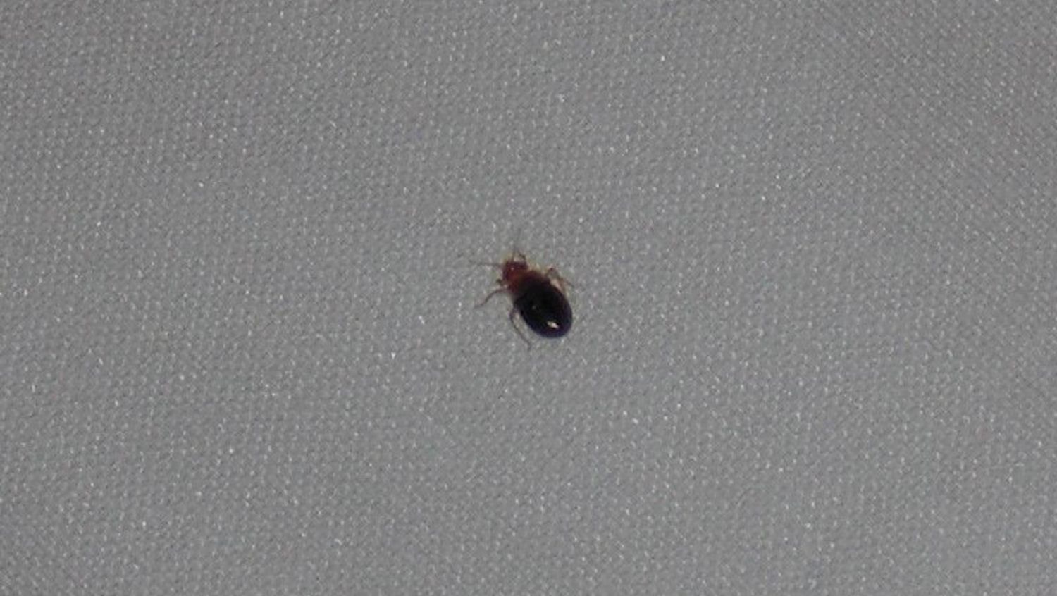 A bed bug found by our team after the customer wanted our talented staff to fix an issue